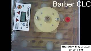 Barber CLC Live Chick Quest