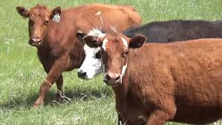 Swendener Calves 2019