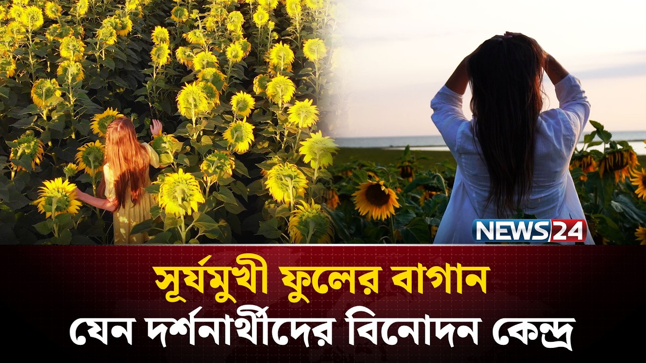 সূর্যমুখীর বাগানে টিকটকারদের উপচে পড়া ভিড় | GAZIPUR | NEWS24 Special