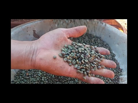 Video Bao Nhiêu Kg Cà Phê Tươi Được 1kg Nhân:(Cà Phê Không... - youtube