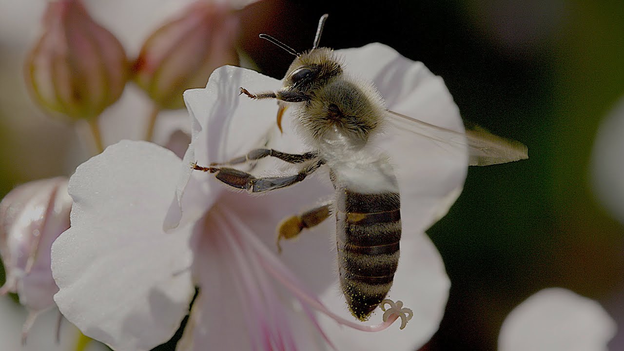 European honey bee on geranium HDR ( High Dynamic Range )