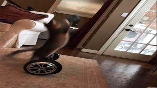 Daily life of the cats 2019 - Funny cats Videos Compilation 2019 - Try Not To Laugh 2019 by animal world 177 views 5 years ago 3 minutes, 41 seconds