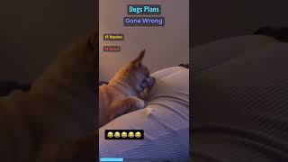 Ultimate Crazy Dog Fail Compilation