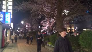 Cherry Blossoms illuminated at Daigaku-Dori Street, Kunitachi, Tokyo (3): 2026/3/28