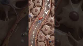 Information How Lymph Quietly Drains Fluid Back Into Your Bloodstream | 3D Animation Update