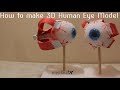 How to make 3d human eye model for school kids science project stem project easy way