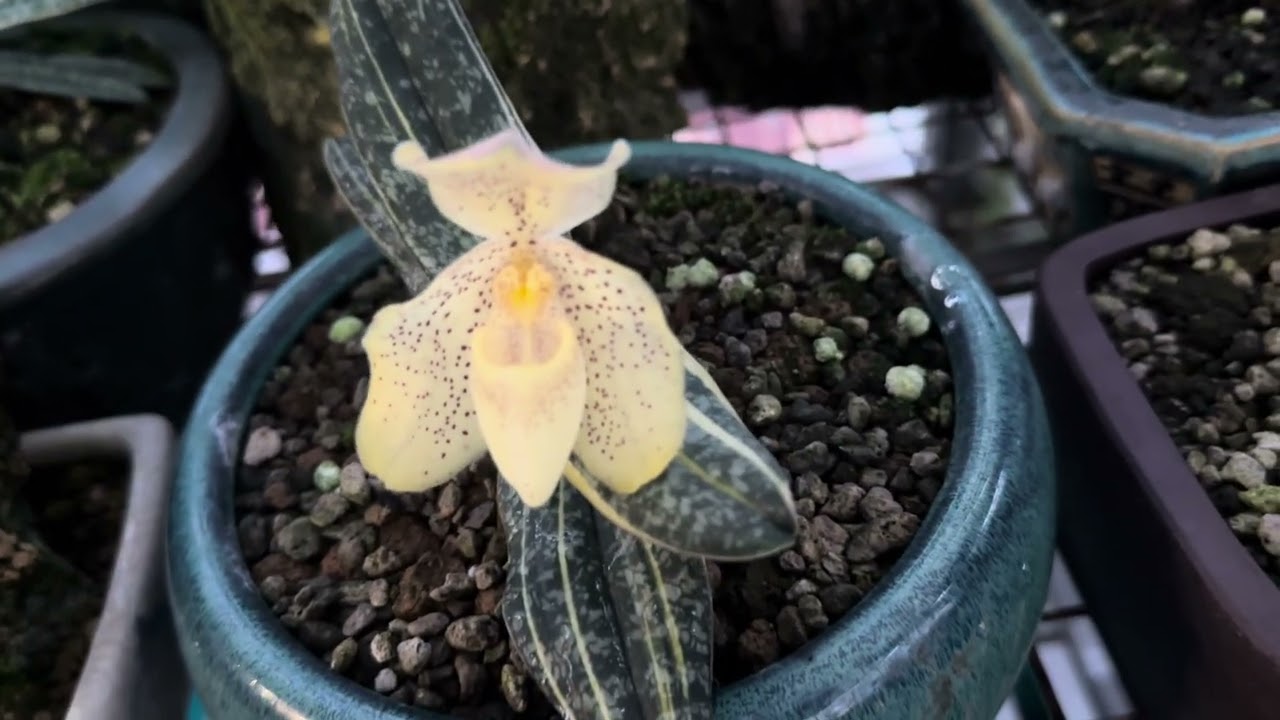 LAN NGHINH XUÂN KẺ - LÊN CHẬU VÀ VÀI BÔNG HOA