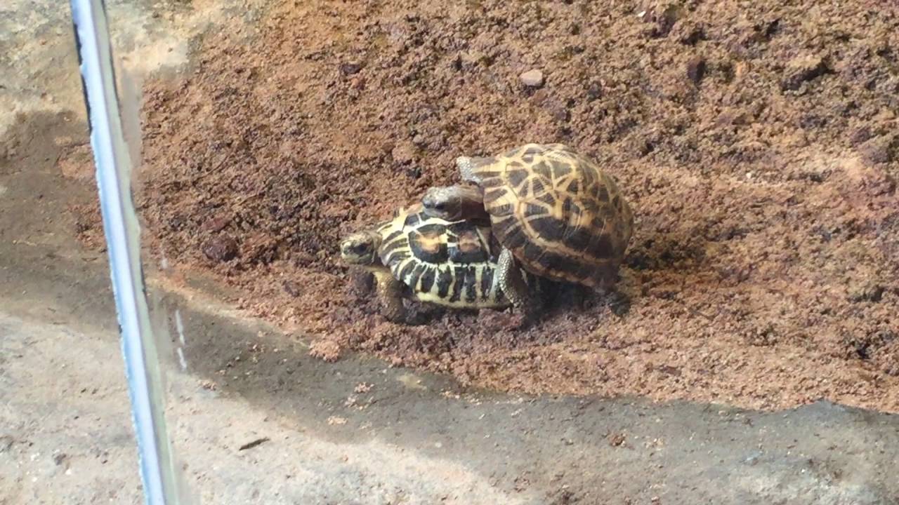 Turtles at the Toronto Zoo YouTube