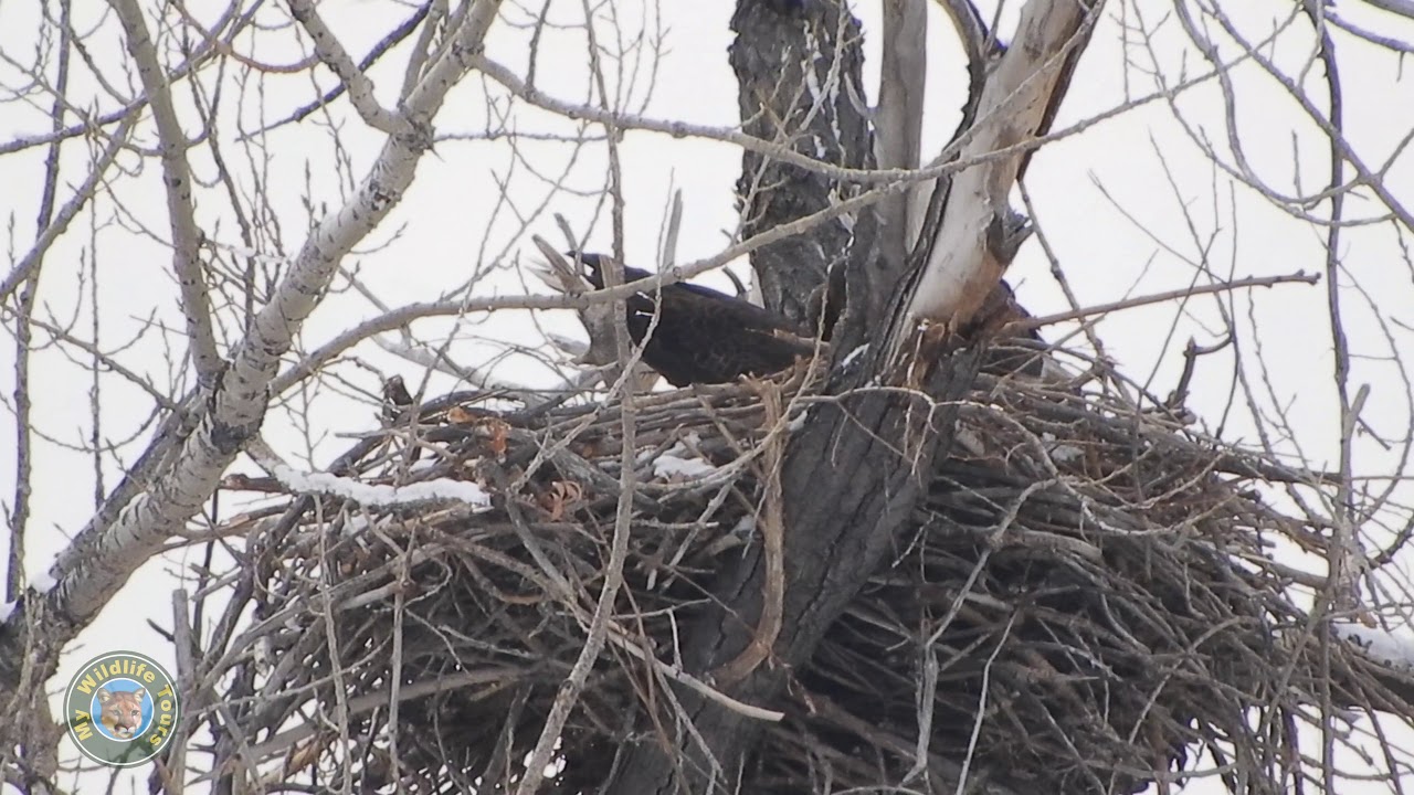 video phone beyonce mp3 Longmont CO Eagles working on Nest 4k 2/11/2018