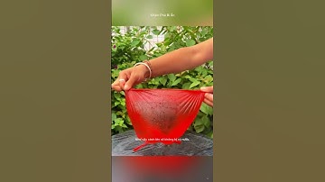 Mẹo tưới cây khi bạn đi du lịch vài ngày . #Reels #kienthuc #khampha