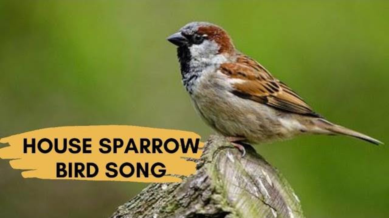 House Sparrow Sounds Calling And Chirping