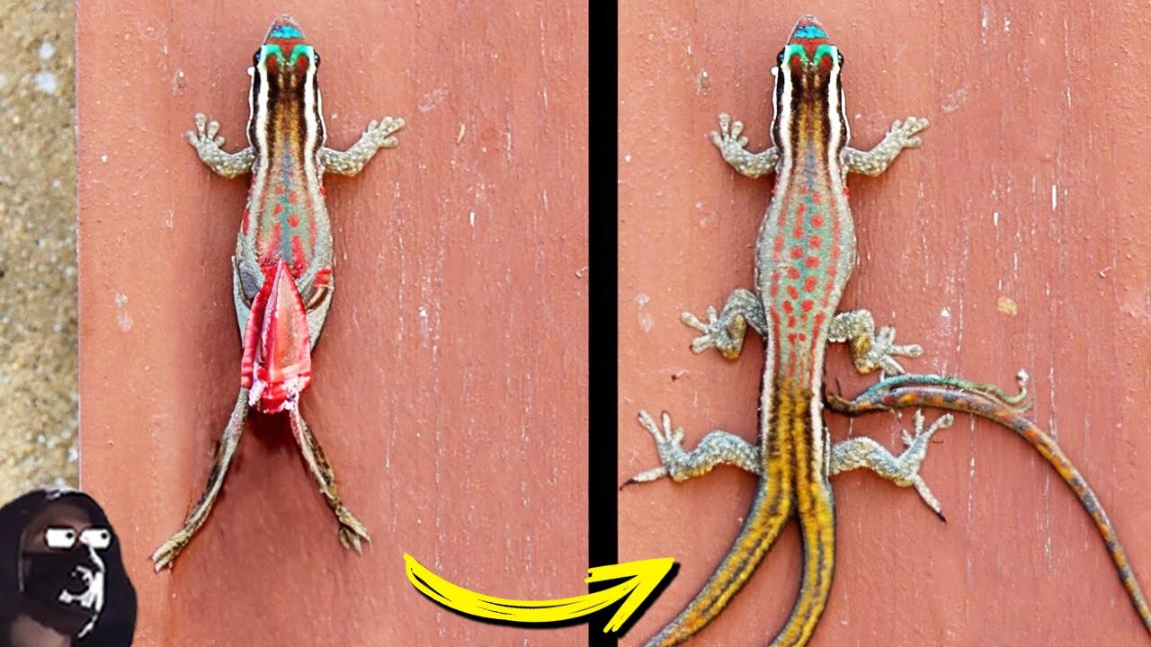 Si Crees Que La Regeneración Es Genial, No Veas Este Video