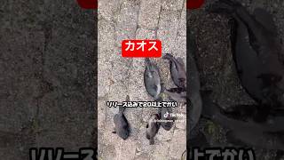 お見事です。#short #shorts
