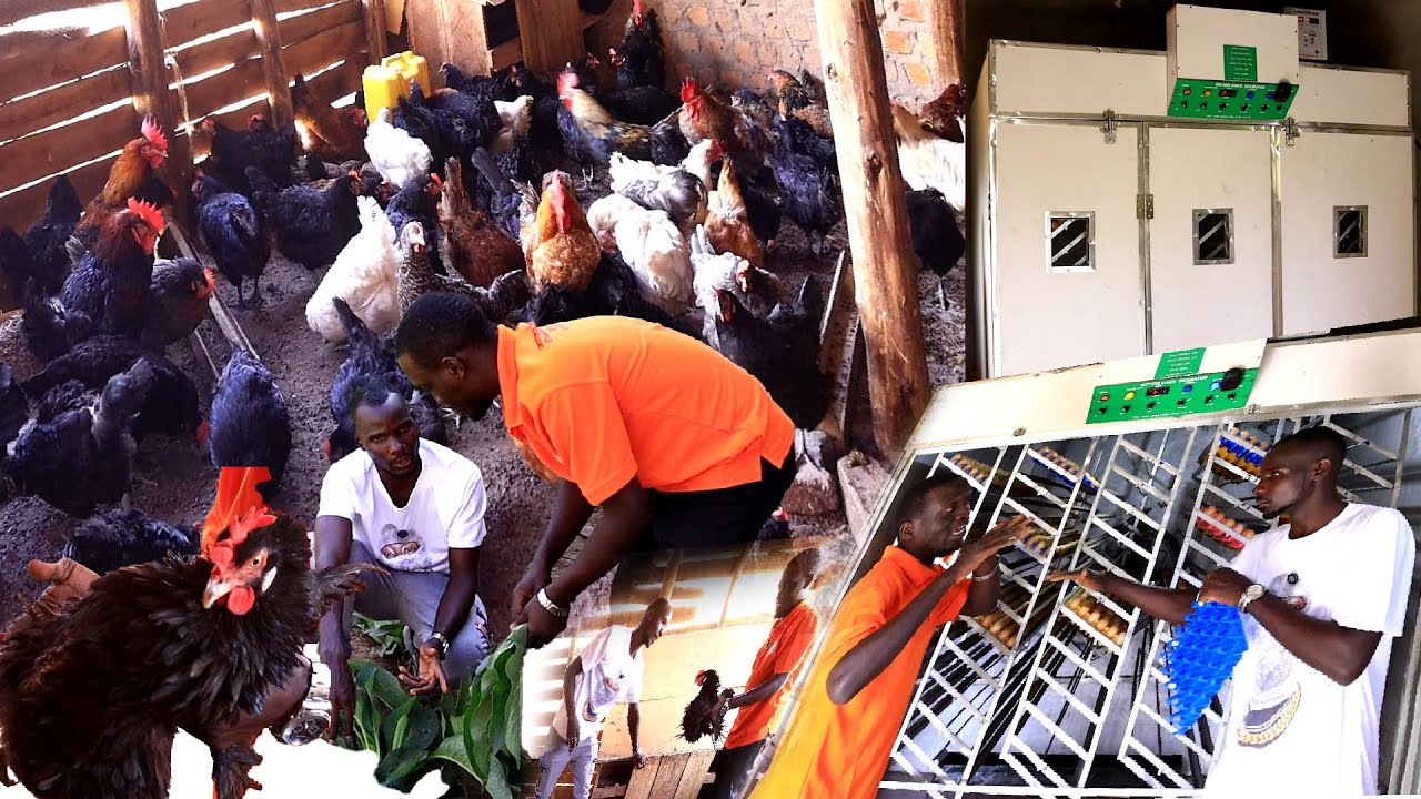 Enkoko Bugaga Wuno Eyakagula Ekyuma Ekyaluza Mubanga Tono Nga Yakatandika Okulunda Enkoko Za Local