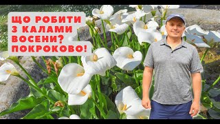 картинка: Кали. Коли та як викопувати кали- покрокова інструкція!
