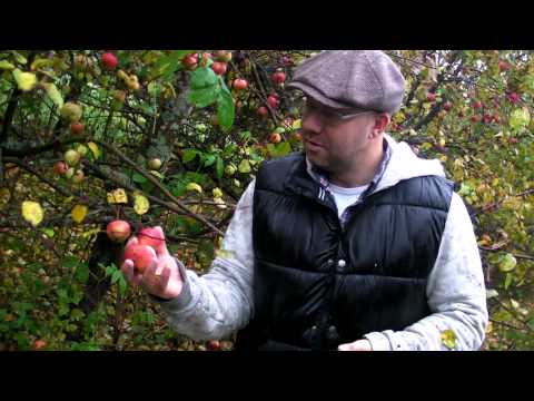 Video: Oavsett Om Du Ska Plocka äpplen Från Grannens Träd