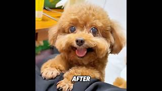 Do you know how dogs stay cool in summer?#dog #funny #summer #shorts #usa