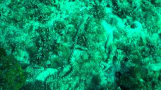 White-spotted sharptail eel