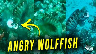 Angry Wolffish Chases Diver Around
