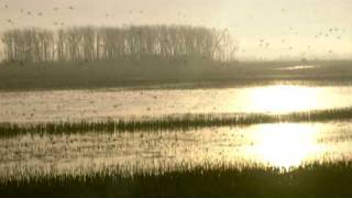 Migration Sensation Ducks and Geese