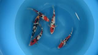 Jumbo Tosai Sanke - Marudo - Kodama Koi