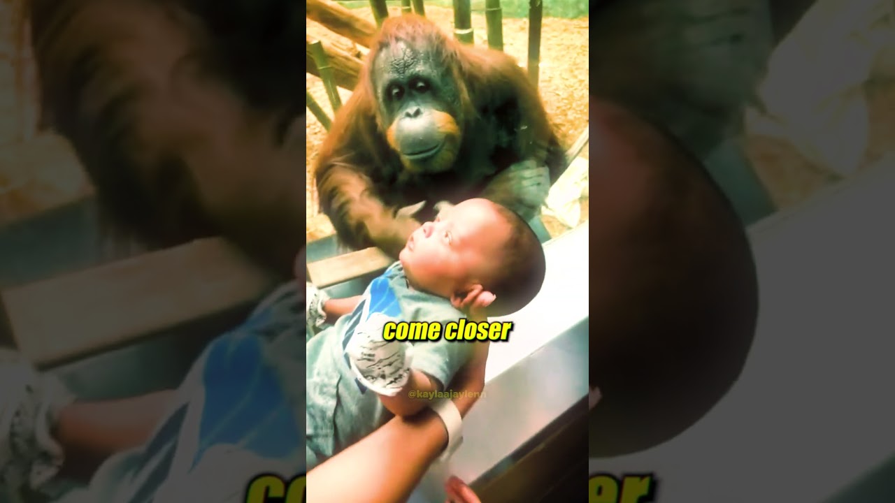 Orangutan Mom Gives Baby the Sweetest Kiss 😭