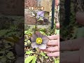 【庭作り】クリスマスローズがオススメな理由 #flowers #garden #gardening #ナチュラルガーデン #ガーデン #nature