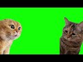 Green Screen Talking Cats Meme | Relationship Cats Meme