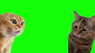 Green Screen Talking Cats Meme Relationship Cats Meme