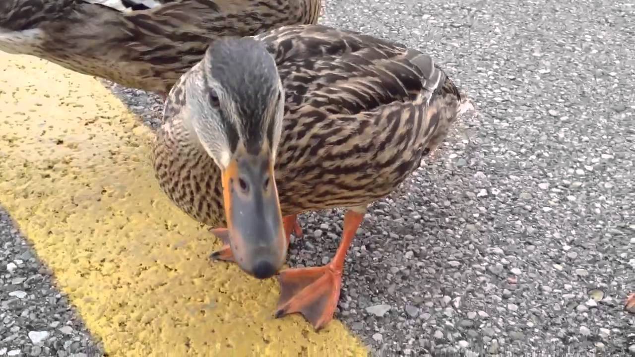 When Ducks Attack! YouTube
