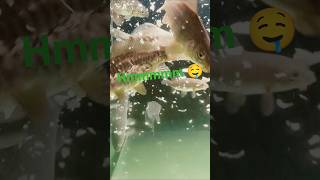 Lekker eten voor de karpers in de 's ochtends