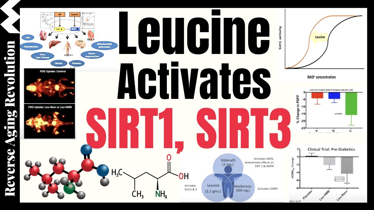 Leucine Activates The Longevity Genes SIRT1 & SIRT3, Amplifies Results With NMN, Metformin