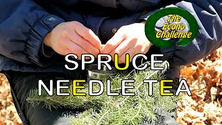 Spruce Needle Tea – Econo Challenge