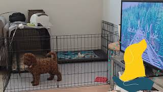 Demand barking