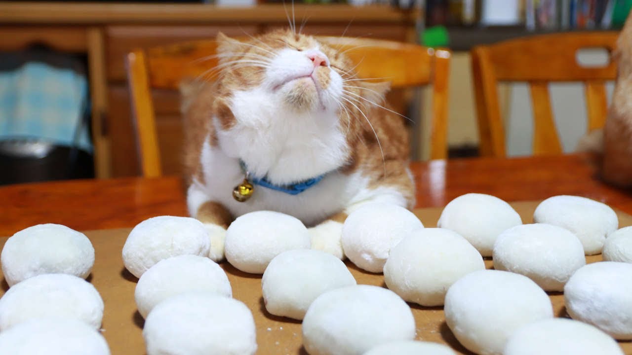 猫たちとこしあん作って大福作り　2024　240204