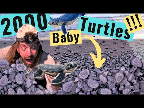 Releasing 2000 Baby Turtles