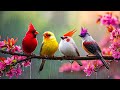 ☘️ Healing Piano with Rainfall — Gentle Birds &amp; Calm Melodies for Clear, Rested Mind 🎶🌧️
