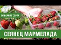 Клубника. Описание сорта Сеянец мармелада. Айтжанова Светлана Дмитриевна о сортах земляники.