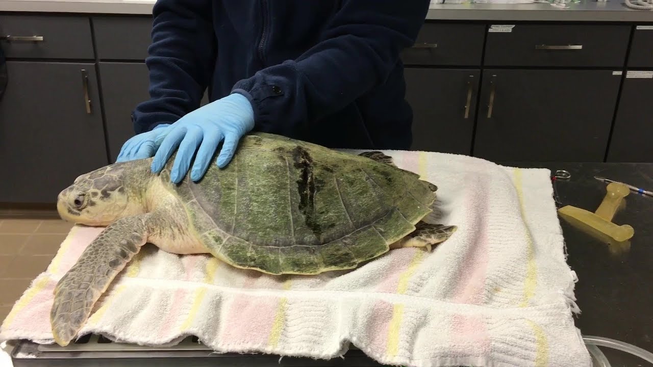 Rescued Kemp's Ridley Sea Turtle Marigold Arrives at CMA YouTube