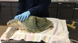 Rescued Kemps Ridley Sea Turtle Marid Arrives At Cma