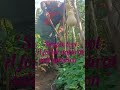 "Loosen soil in Seconds! Better roots start here"