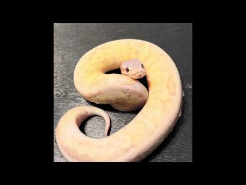 Banana Ball Pythons