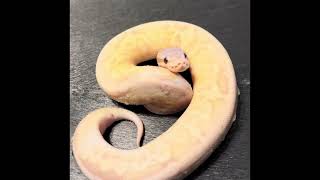 Banana Ball Pythons