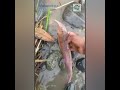 Pescando en el vraen peru pichari