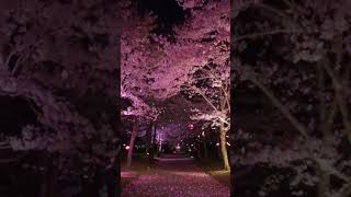 Neon Sakura Grove #sakura #groves #hdlivewallpaper #cherry #blossom screenshot 5