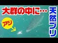 【衝撃映像】養殖場の隣で青物爆釣‼