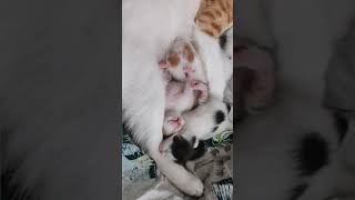 Oneweekold KITTENS #kitten #pets #cutecat #cats