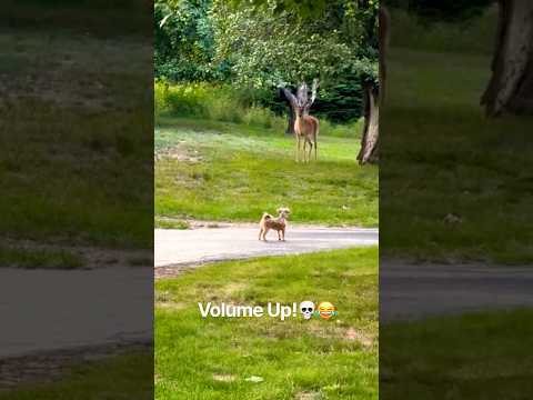 Dog encounters deer # #deer # #viral #wildlife #hunting #dog #funny