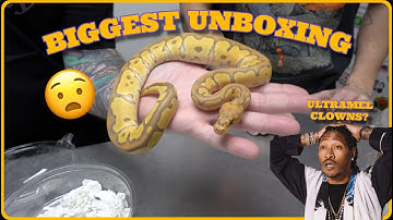 "Ultramate" Snake Unboxing!!! Power Houses! FIRE FRIDAY!!