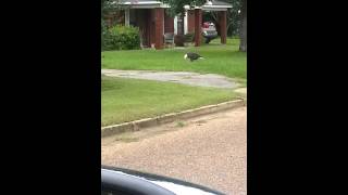 Bald eagle eating a cat in Citronelle, Al
